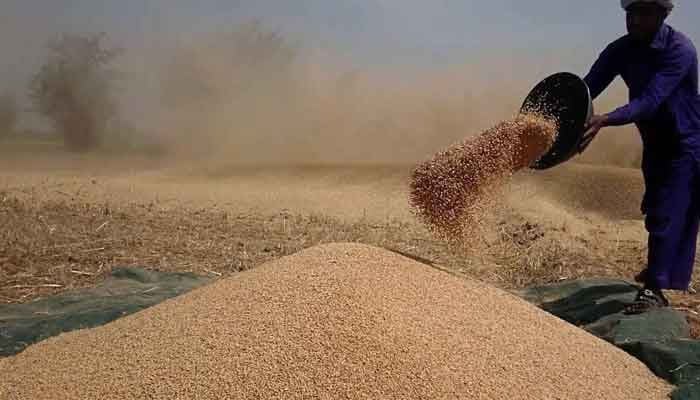 سرکاری گوداموں میں موجود ایک لاکھ 30 ہزار ٹن سے زائد گندم خراب ہونے لگی